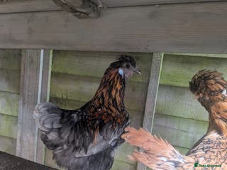 Chickens poultry Gorgeous rooster - Advert 1