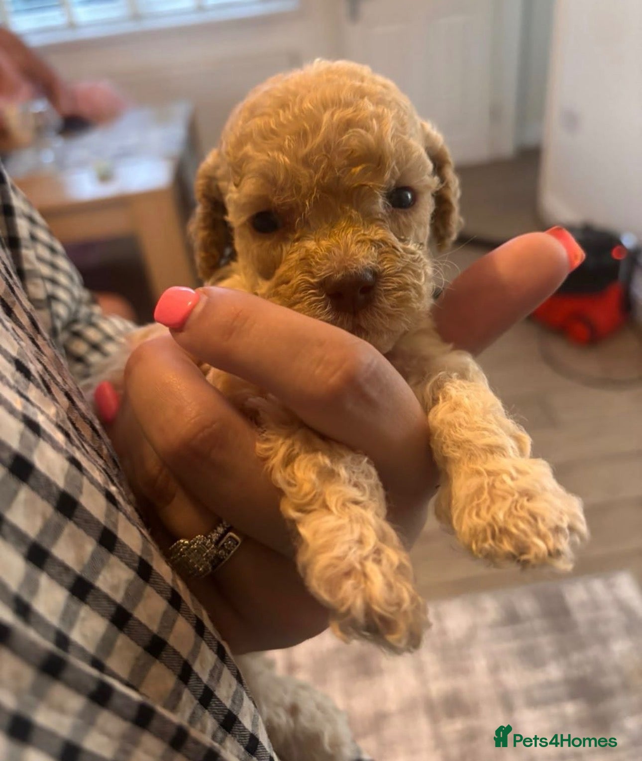 Cockapoo dogs Cockapoo puppy  - Advert 5