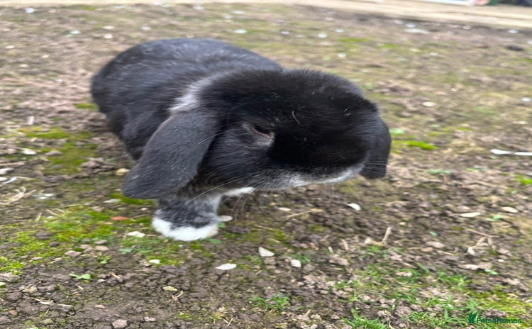 Dwarf Lop rabbits - Advert 3