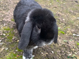 Dwarf Lop rabbits - Advert 9