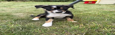 Border Collie 6