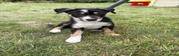 Border Collie dogs for sale: Border Collie puppies  - Advert 11