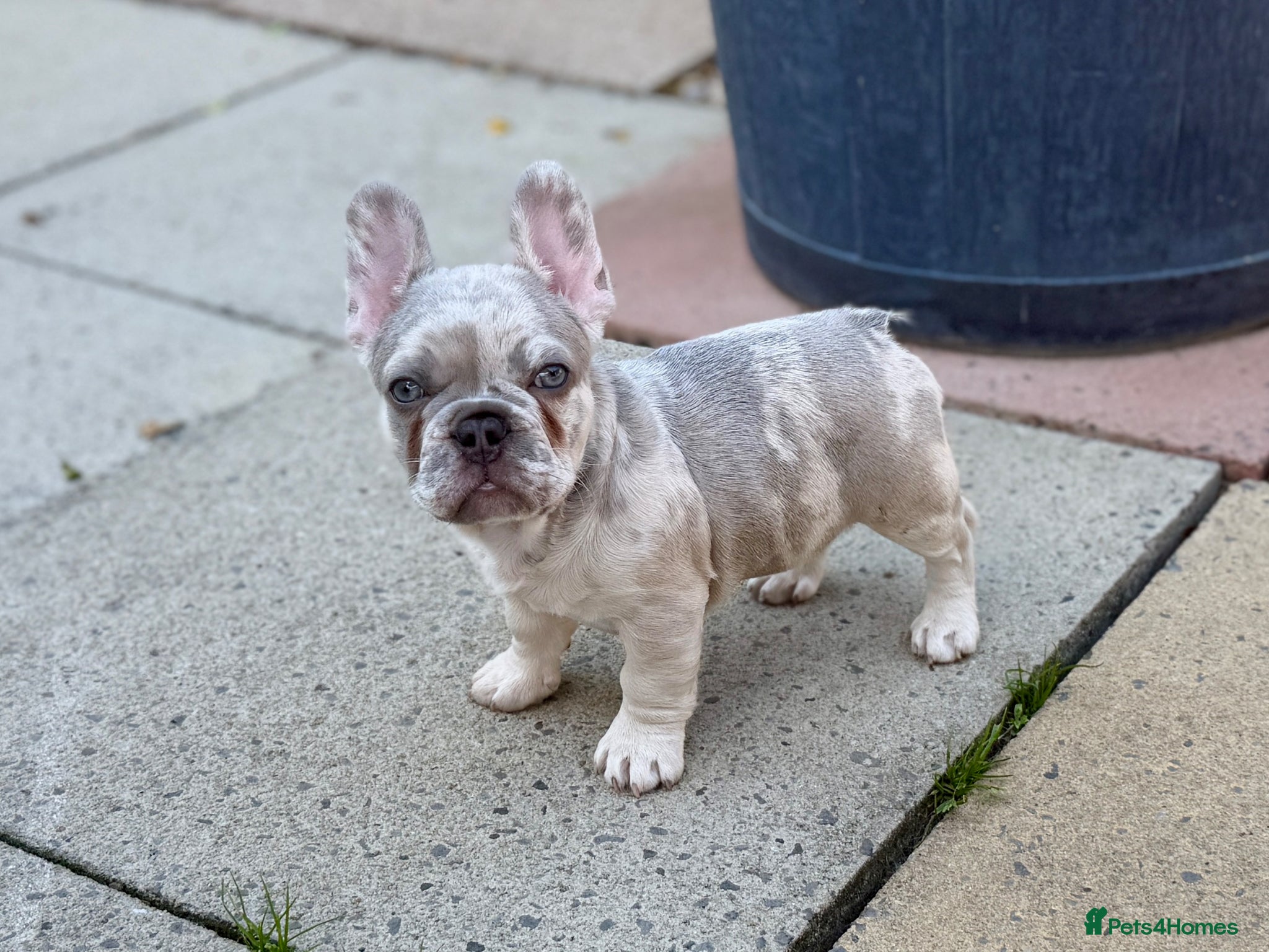 French Bulldog dogs Merle French bulldog pup - Advert 11