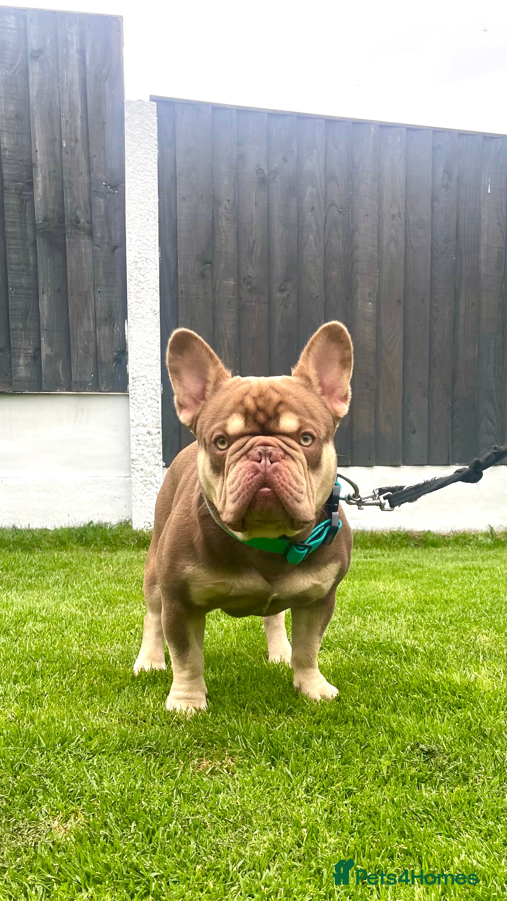 French Bulldog dogs new shade chocolate and tan carrying fluffy stud - Advert 1