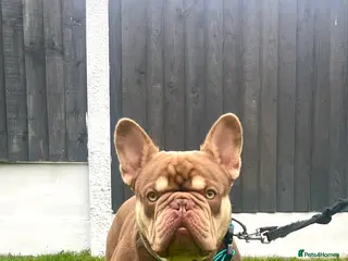 French Bulldog dogs new shade chocolate and tan carrying fluffy stud - Advert 1