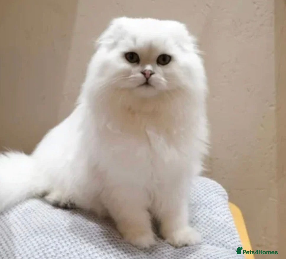 Scottish Fold cats Scottish fold and straight kittens  - Advert 4