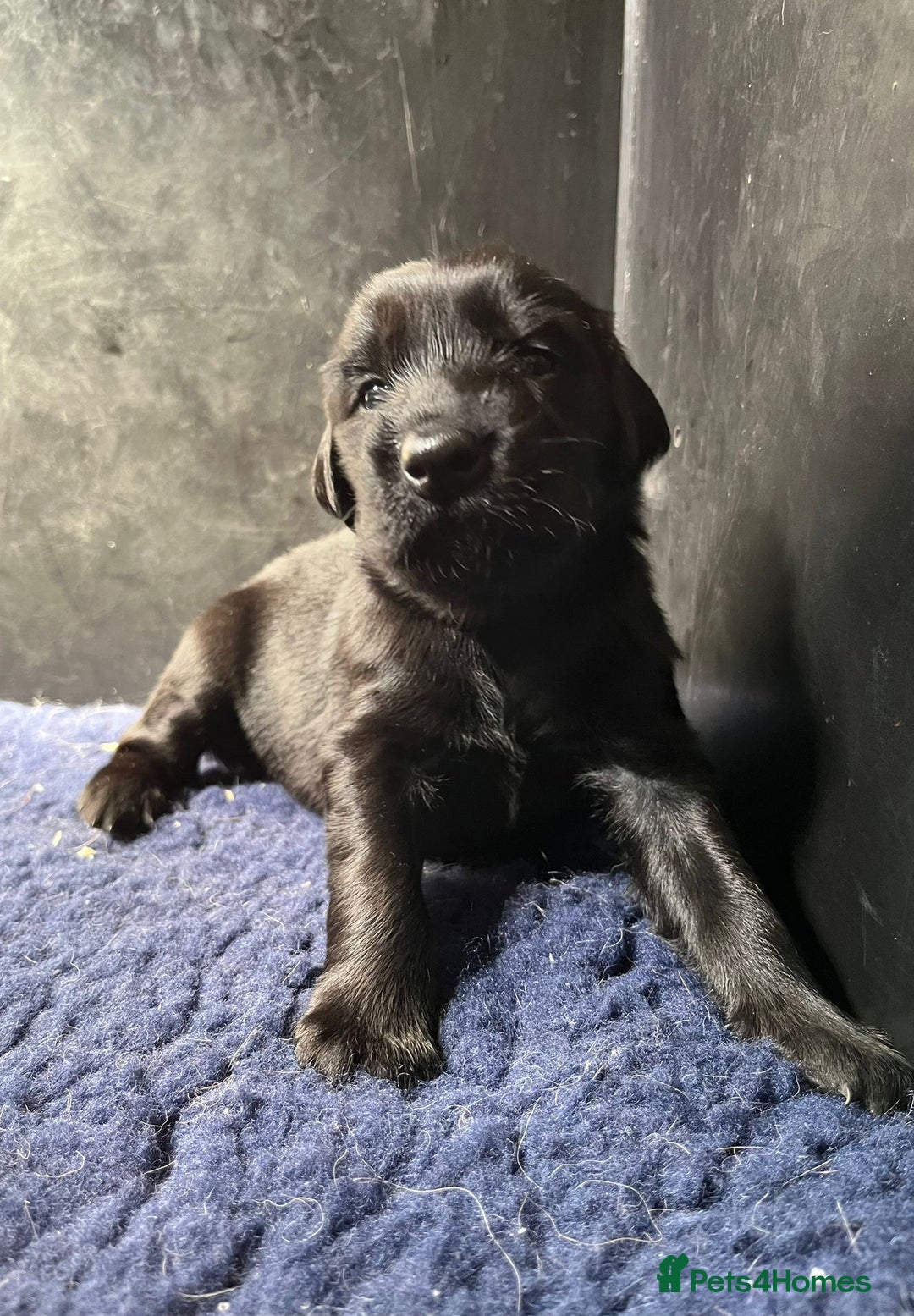 Flat coated Retriever dogs for sale: Superb Flatcoated Retrievers - Image 5