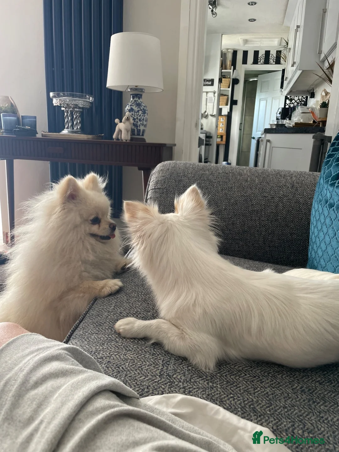 Pomeranian dogs for sale: URGENT SALE STUNNING POM BEAR BOY 21 months old in Winsford - Advert 5