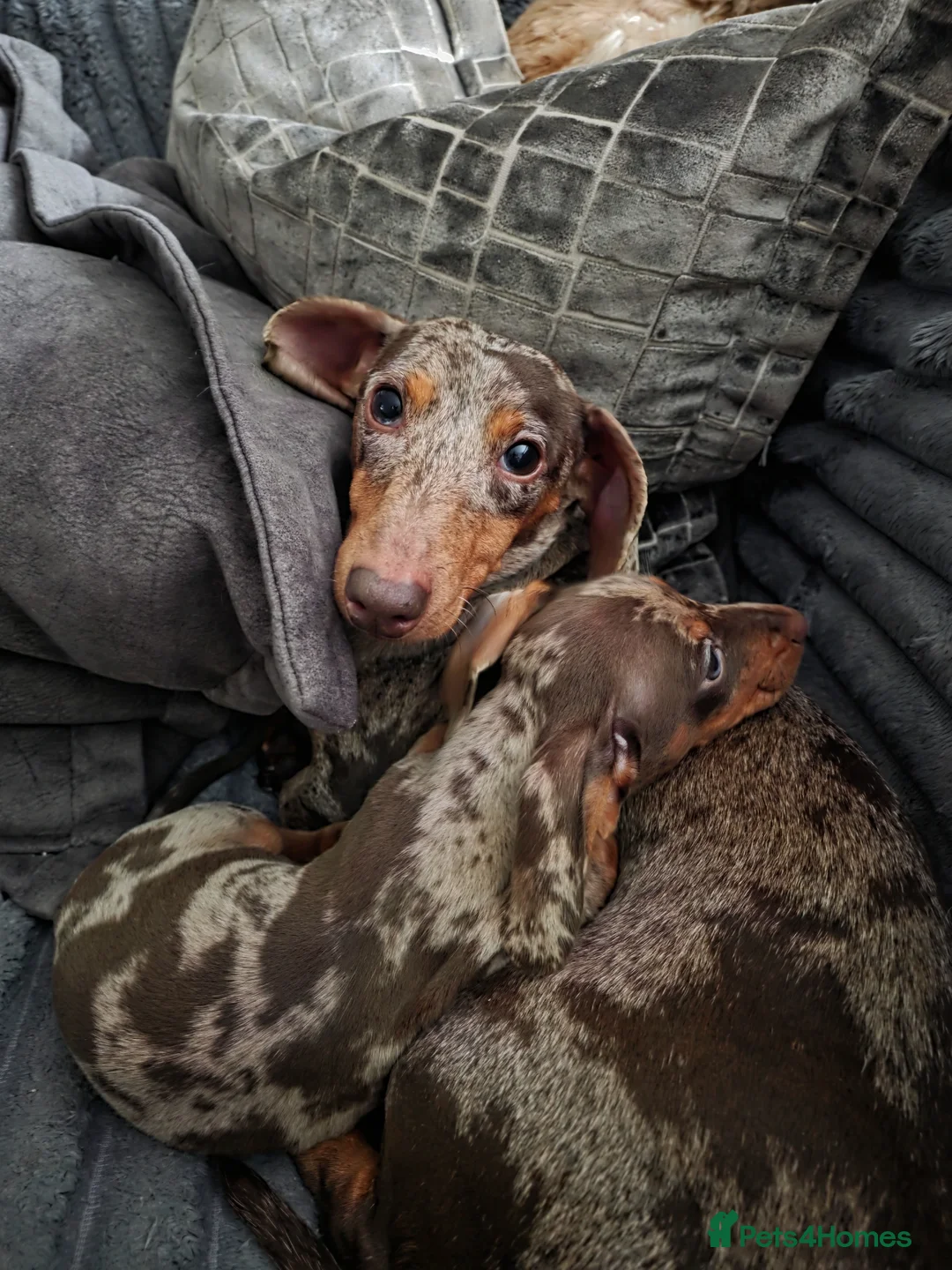 Miniature Dachshund dogs for sale: Male miniature Dachshund  - Advert 4