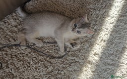Scottish Fold cats for sale: Beautiful Scottish fold kittens - Image 1