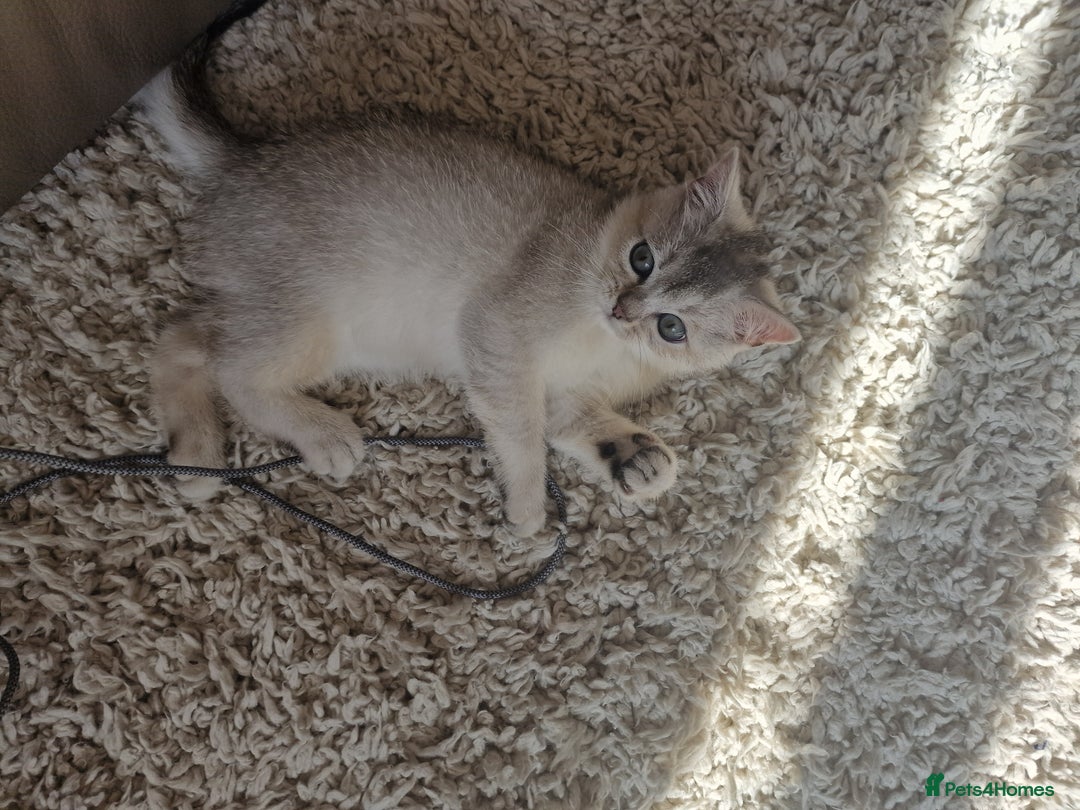 Scottish Fold cats for sale: Beautiful Scottish fold kittens - Image 1