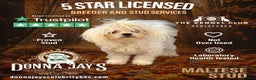 Maltese dogs for stud: DONNAJAYS Maltese STUD European laboratory tested  in Stafford - Advert 3