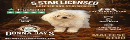 Maltese dogs for stud: DONNAJAYS Maltese STUD European laboratory tested  in Stafford - Advert 3