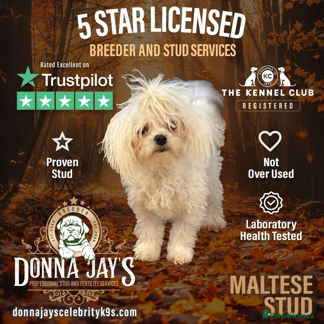 Maltese dogs for stud: DONNAJAYS Maltese STUD European laboratory tested  in Stafford - Advert 3