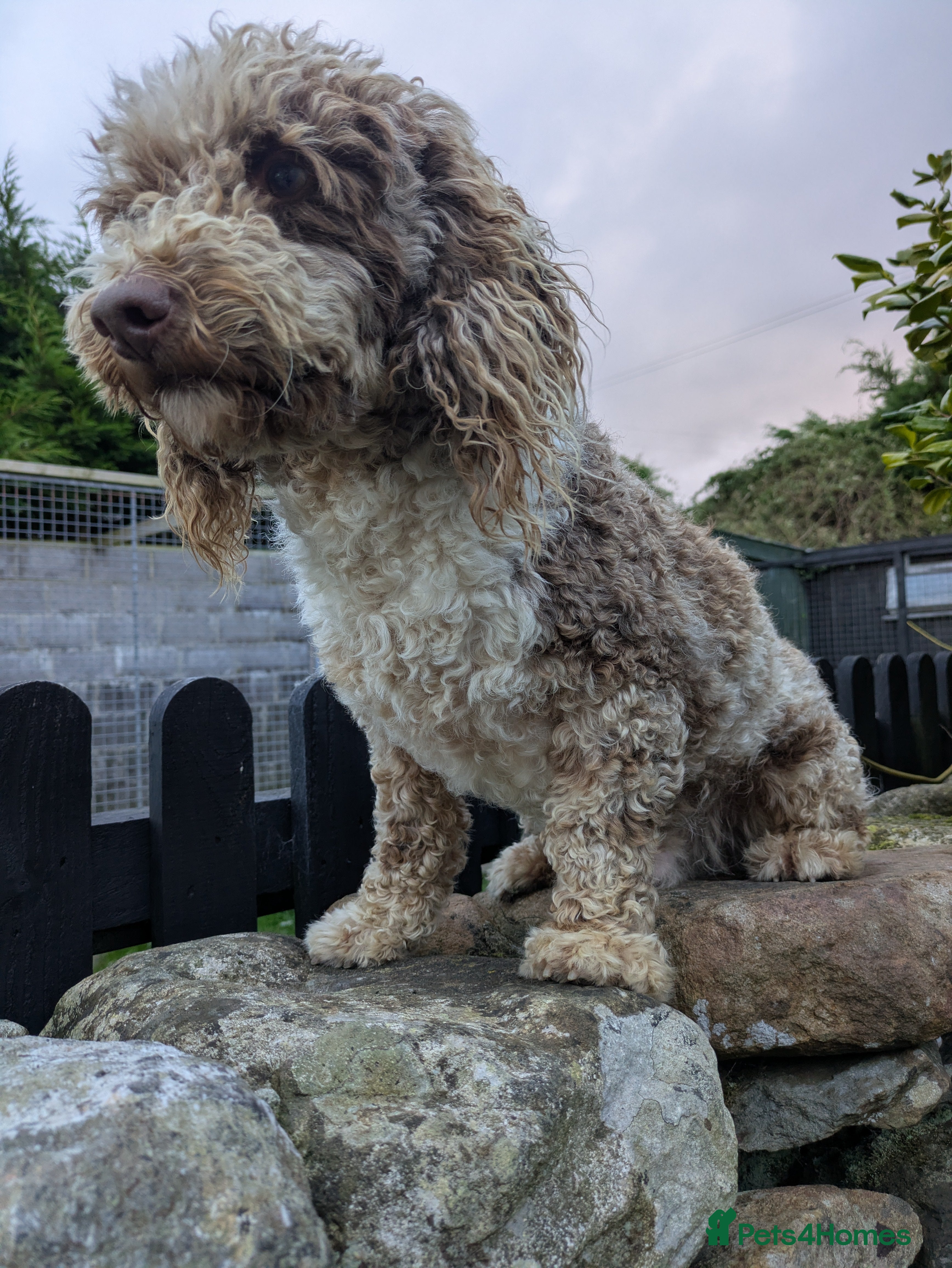 Miniature Poodle dogs Merl (Tri coloured) Miniature Poodle Stud - Advert 4