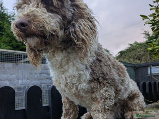 Miniature Poodle dogs - Advert 9