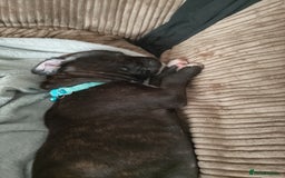 Staffordshire Bull Terrier dogs for sale: Staffie puppies for sale  - Image 19
