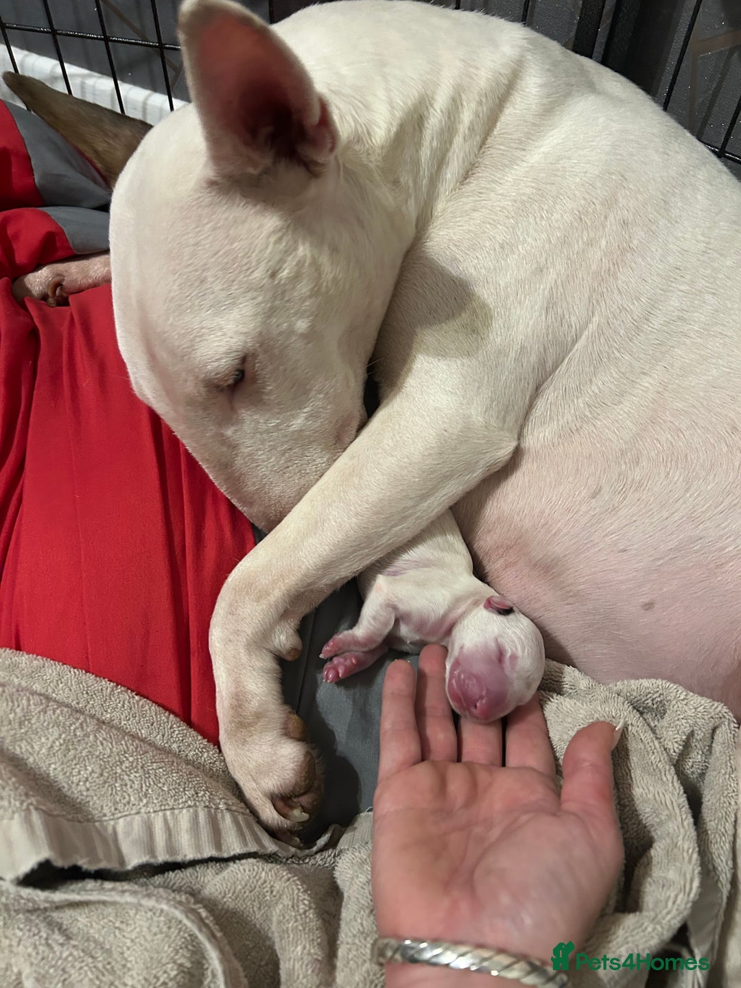 English Bull Terrier dogs for sale: KC Reg English bull terrier puppies  - Image 2