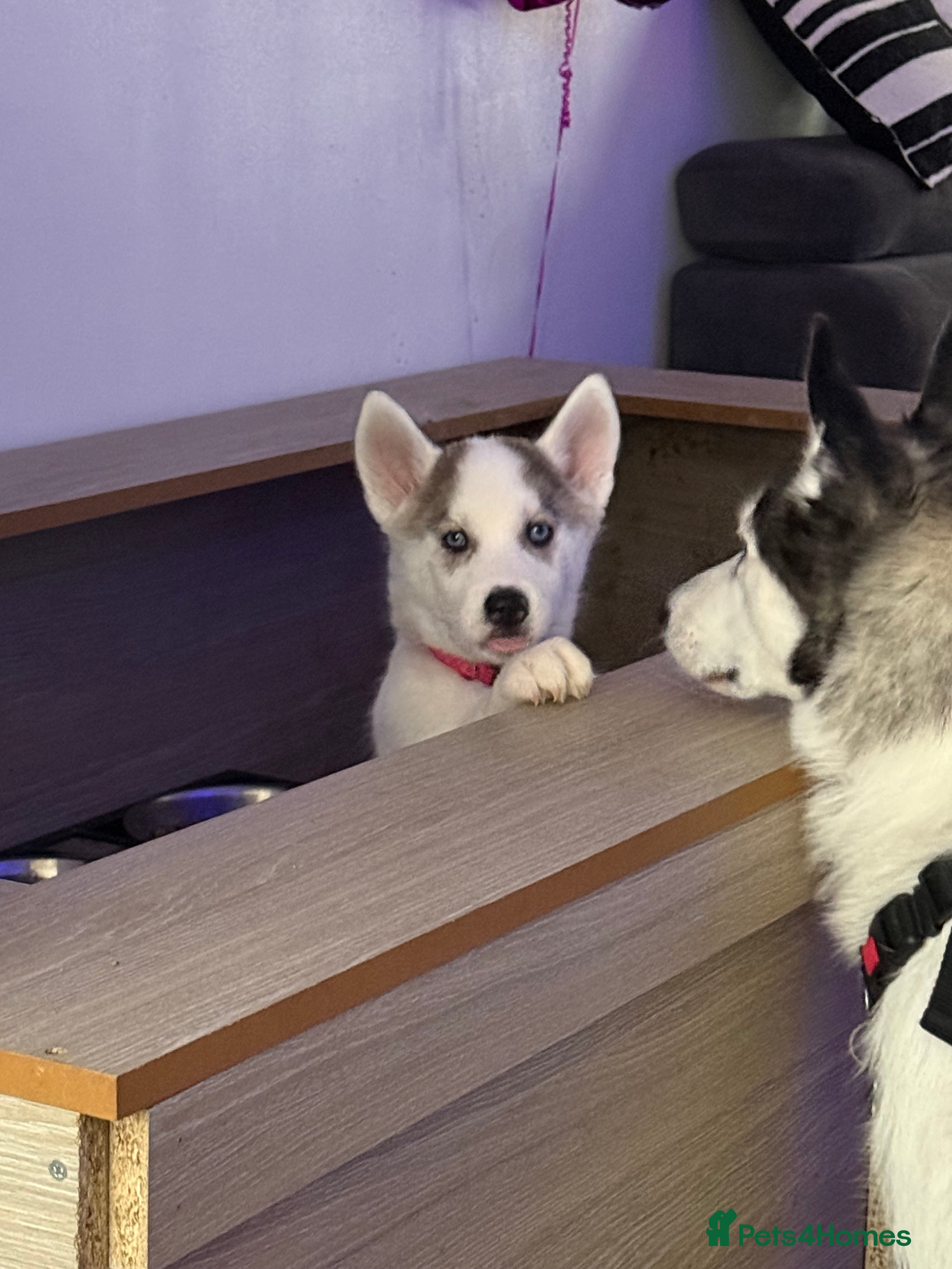 Siberian cats Blue eyes husky  - Advert 7