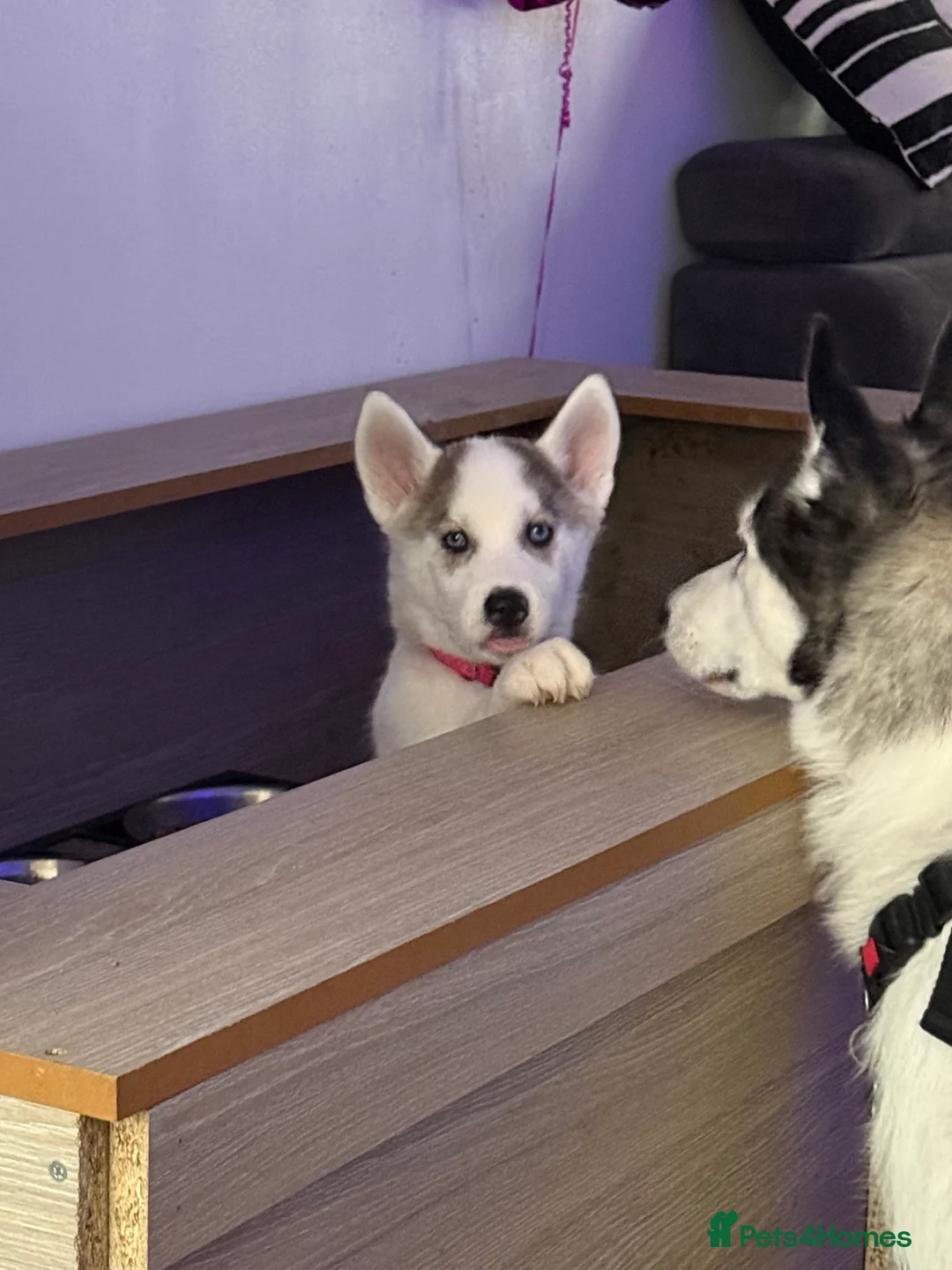 Siberian cats for sale: Blue eyes husky  - Advert 1