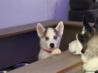 Siberian cats Blue eyes husky - Advert 1