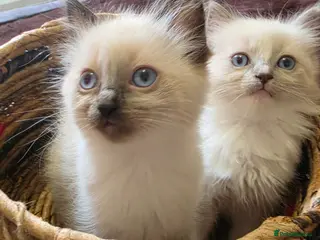 Ragdoll cats stunning little ragdoll kittens - Advert 5