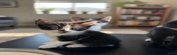 Mixed Breed cats for sale: Mixed breed kittens - Advert 2