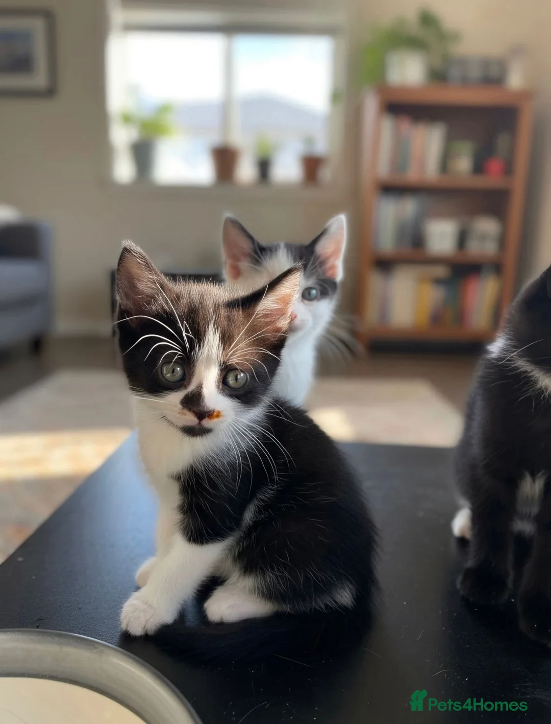 Mixed Breed cats for sale: Mixed breed kittens - Advert 2