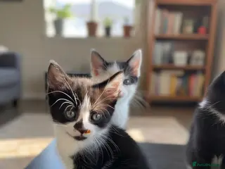 Mixed Breed cats Mixed breed kittens - Advert 2