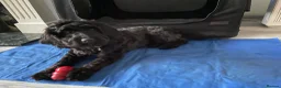Cockapoo dogs for sale: Black Cockapoo female 11 months  in Gravesend - Advert 2