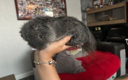 Guinea Pig rodents for sale: Baby guinea pigs for sale - Image 25