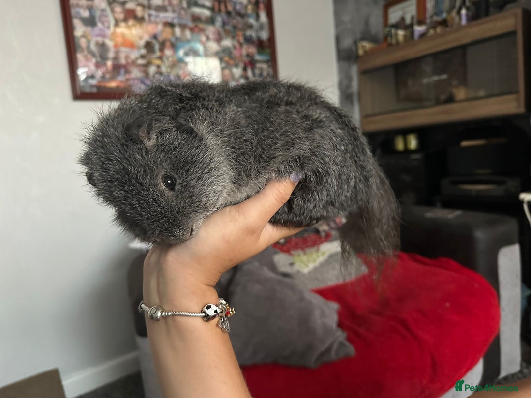 Guinea Pig rodents for sale: Baby guinea pigs for sale - Image 25