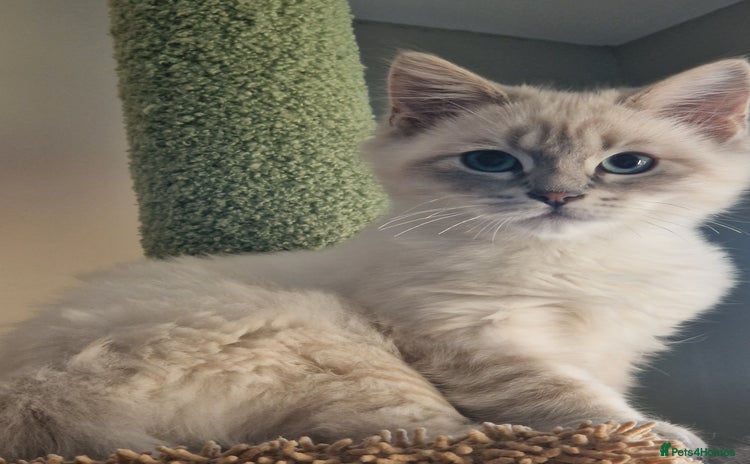 Siberian cats Blue Eyed Siberian Blue Point Kittens - Advert 10