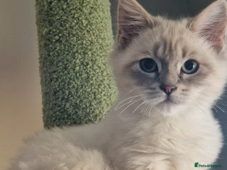 Siberian cats Blue Eyed Siberian Blue Point Kittens - Advert 8