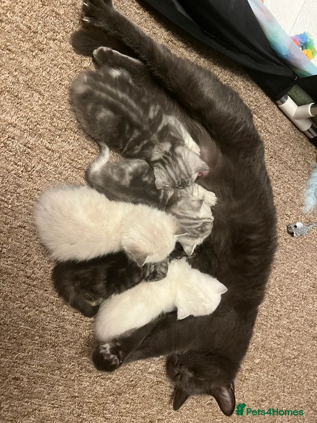 British Shorthair cats for sale: A beautiful kittens British shorthair  - Advert 5