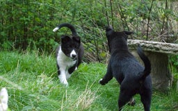 Mixed Breed dogs for sale: Kelpie x Collie puppies for sale!  - Image 8