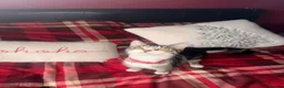Mixed Breed cats for sale: Last 2 adorable kittens for sale - Advert 5
