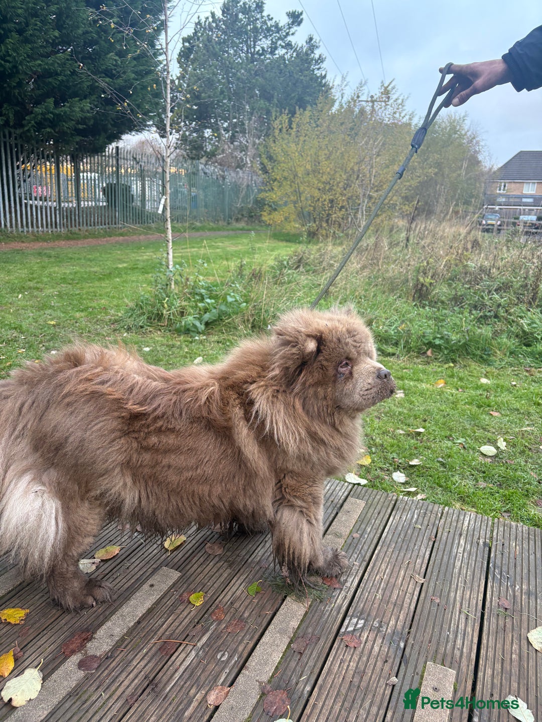 Chow Chow dogs for sale: LILAC FEMALE CHOW CHOW PARIS  - Advert 5