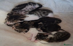 Bengal cats for sale: Beautiful Bengal X kittens  - Image 3