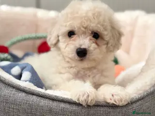 Maltipoo dogs Ready to leave - Advert 15