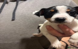 Jack Russell dogs for sale: Beautiful Jack Russell puppies  - Advert 10