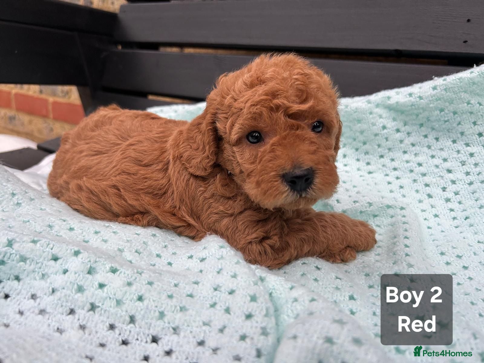 Labradoodle dogs Adorable Miniture F1B Labradoodle puppies - Advert 18