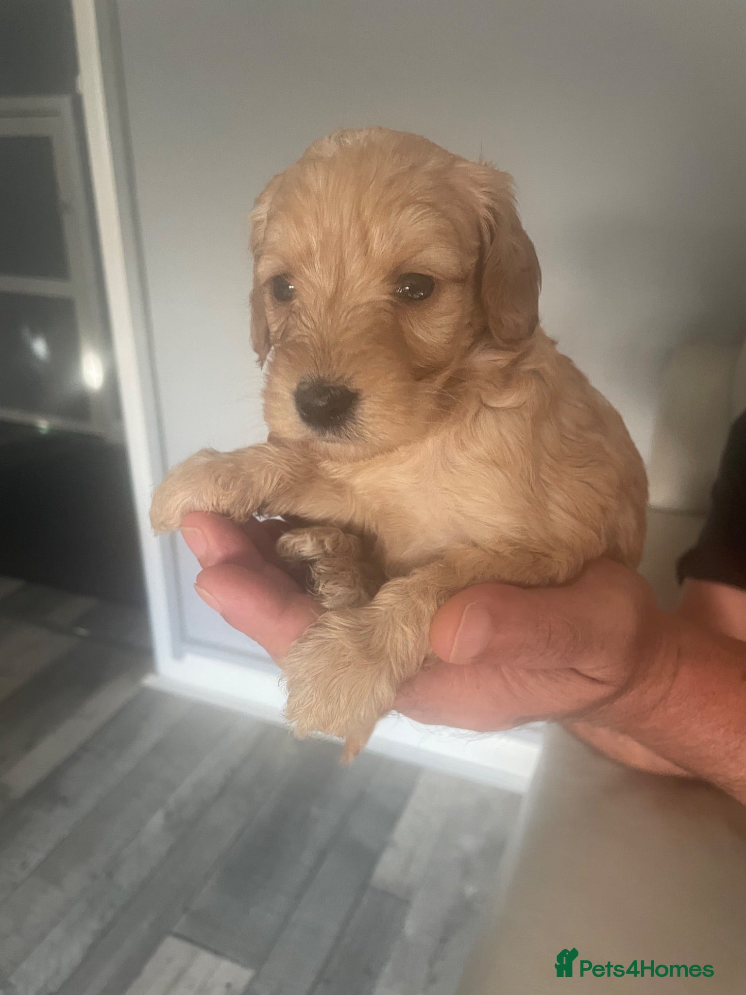 Cockapoo dogs Beautiful F1 cockapoos - Advert 2