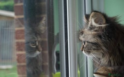 Persian cats for sale: ADORABLE RUSSIAN BLUE X PERSIAN KITTENS - Image 5