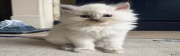 Ragdoll cats for sale: Beautiful Ragdoll blue point girls 7 weeks in London - Advert 5