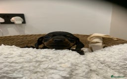 Dachshund dogs for sale: Dachshund puppies  - Image 5