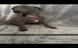 Mixed Breed dogs for sale: 7 beautiful wiggys! - Image 1