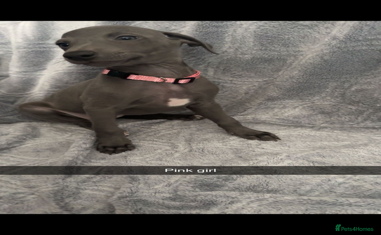 Mixed Breed dogs - Advert 13
