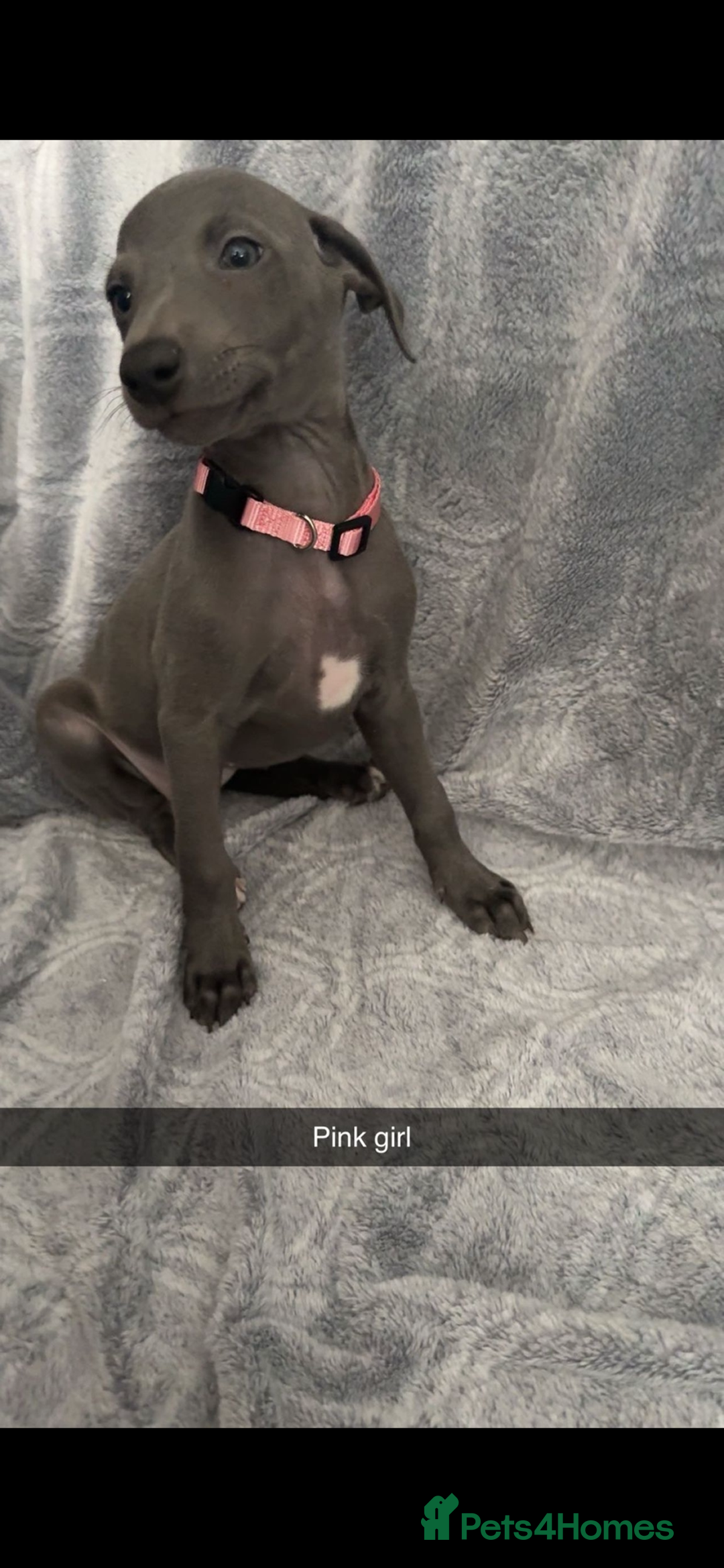Mixed Breed dogs for sale: 7 beautiful wiggys! - Image 1
