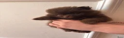 Pomeranian dogs for sale:  **  Pomeranian  in Windsor - Advert 3